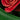 Green w/ Red Roses